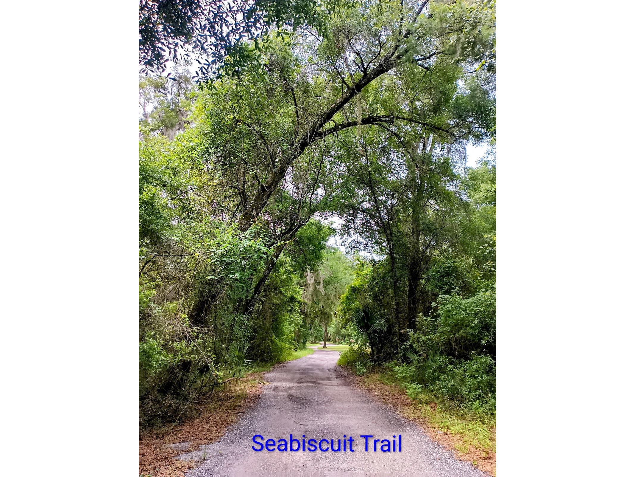 Seabiscuit Trail Deland FL 32720 V4949406 image6