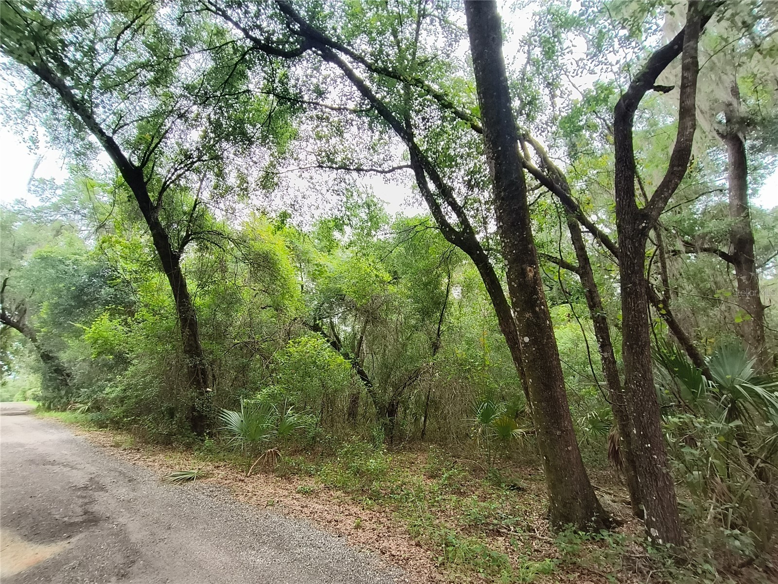 Seabiscuit Trail Deland FL 32720 V4949406 image8