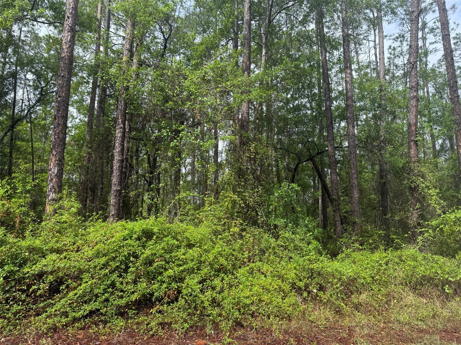 Seminole Avenue Interlachen FL 32148 K4903238 image5