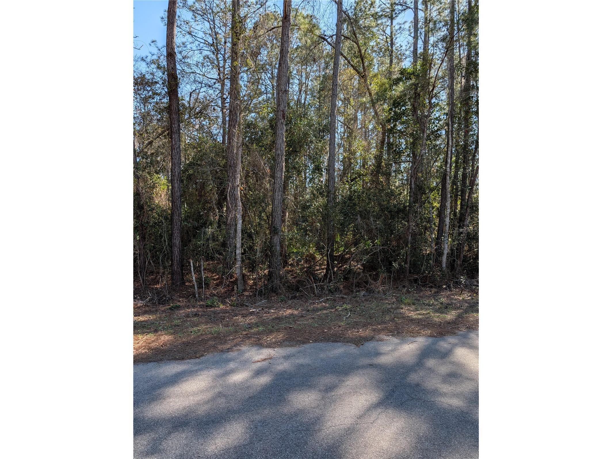 Sequoia Drive Ocklawaha FL 32179 G5106438 image3