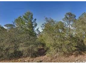 Sequoia Loop Drive Ocklawaha FL 32179 T3436790 image1