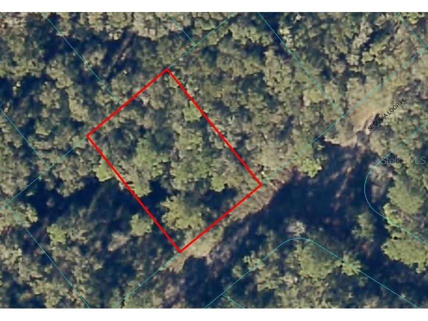 Sequoia Loop Pl Ocklawaha FL 32179 OM661886 image1