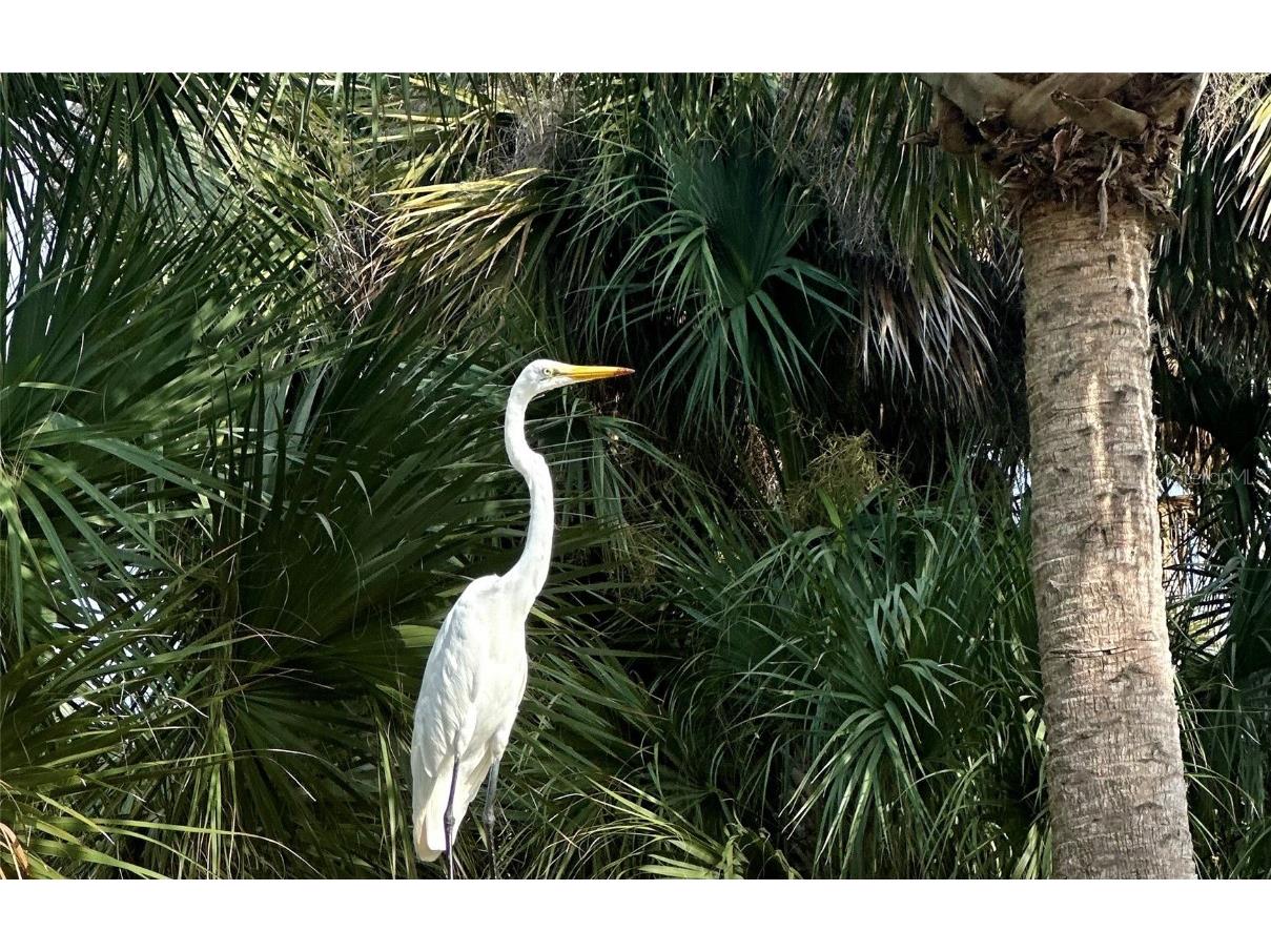 Sflagler Flagler Beach FL 32136 FC312323 image24