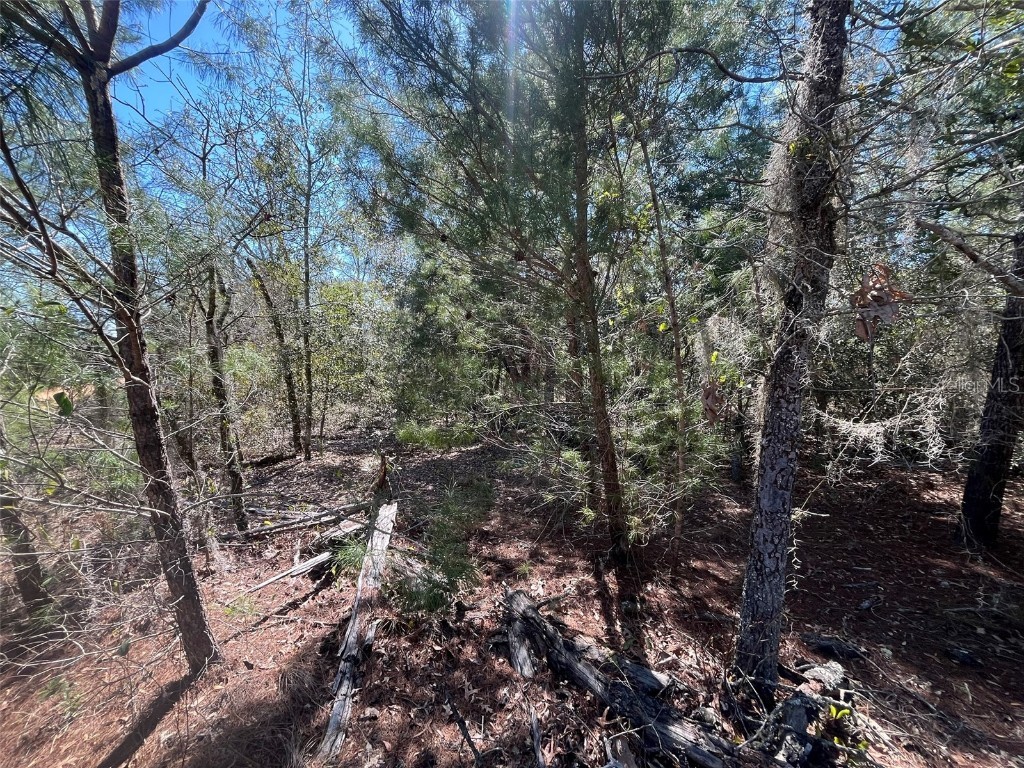 Shappell Ave Interlachen FL 32148 OK225015 image2