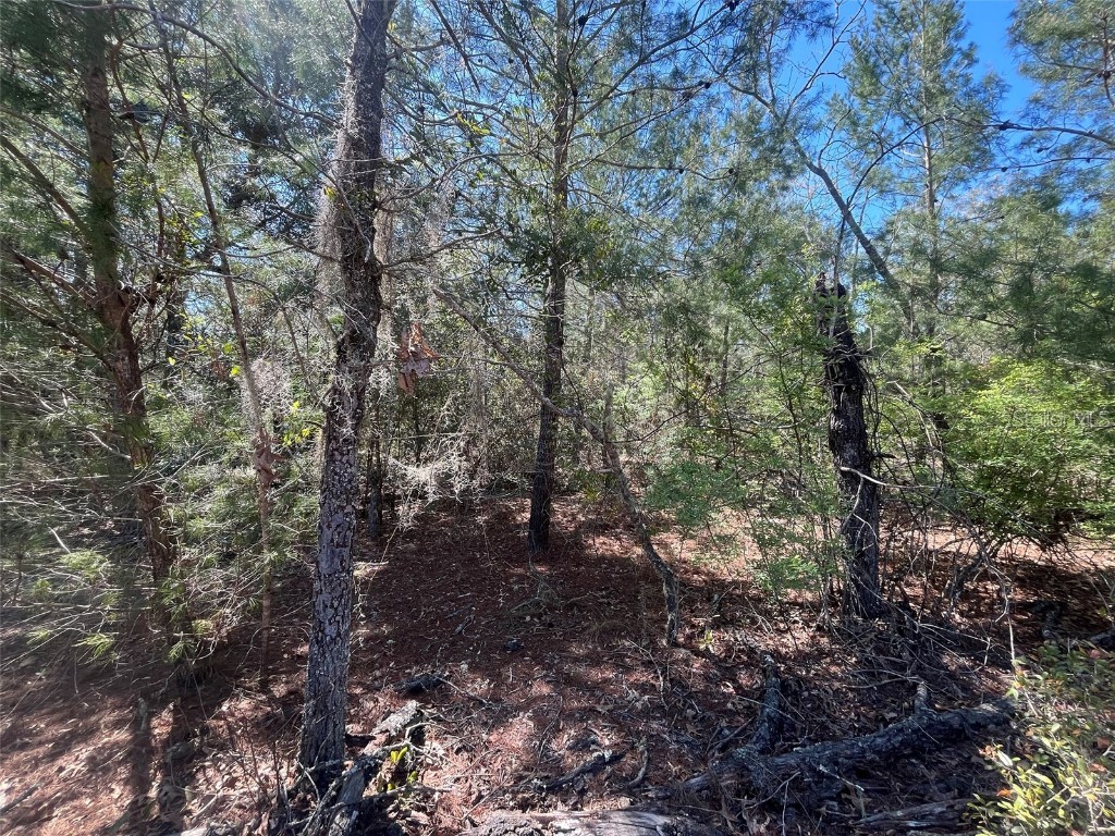 Shappell Ave Interlachen FL 32148 OK225015 image3