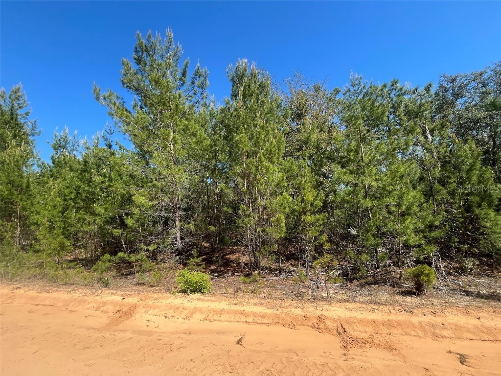 Shappell Ave Interlachen FL 32148 OK225015 image6