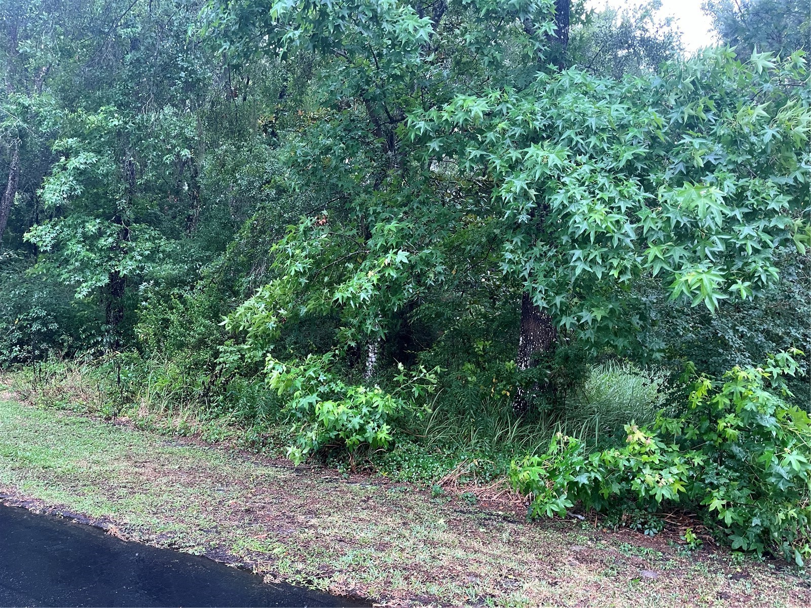 Sharon Street Brooksville FL 34601 G5107291 image3