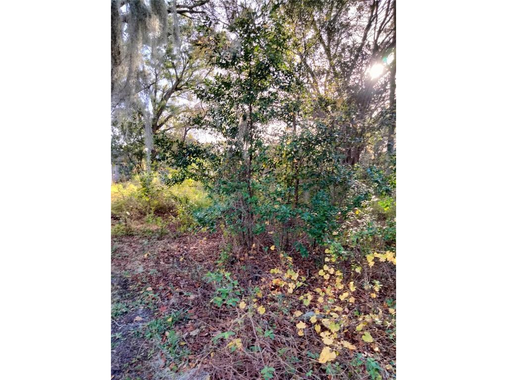 Sheeler Oaks Drive Apopka FL 32703 O6337662 image4