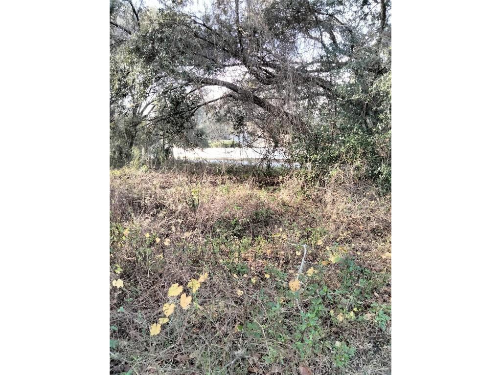 Sheeler Oaks Drive Apopka FL 32703 O6337662 image5