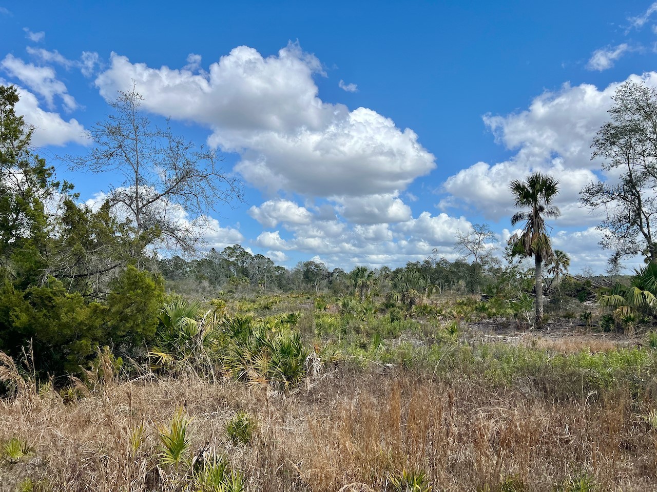 Shiloh Road Cedar Key FL 32625 OM720272 image10