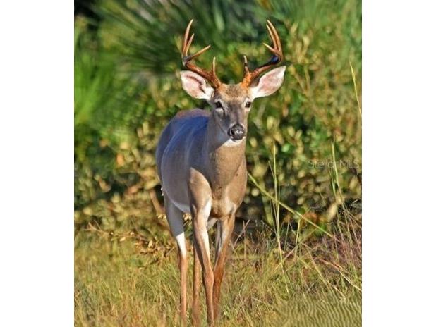 Shoal Line Boulevard Spring Hill FL 34607 W7878943 image12