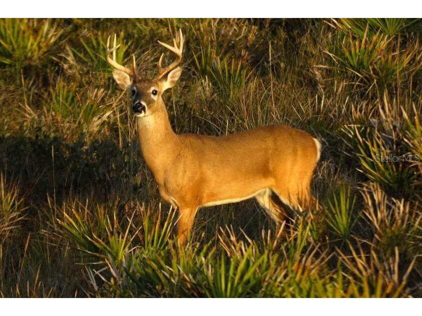 Shoal Line Boulevard Spring Hill FL 34607 W7878943 image13