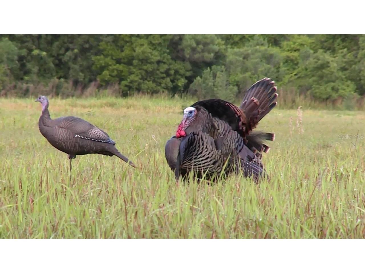 Shoal Line Boulevard Spring Hill FL 34607 W7878943 image14