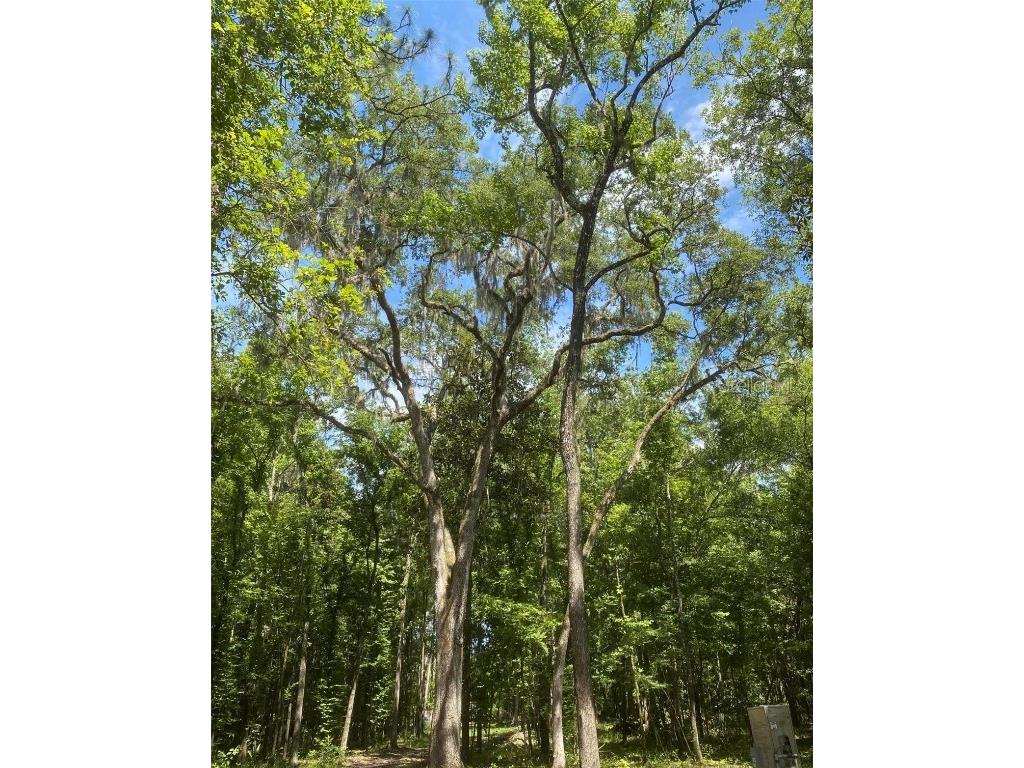 Snow Memorial Highway Brooksville FL 34601 W7874138 image7