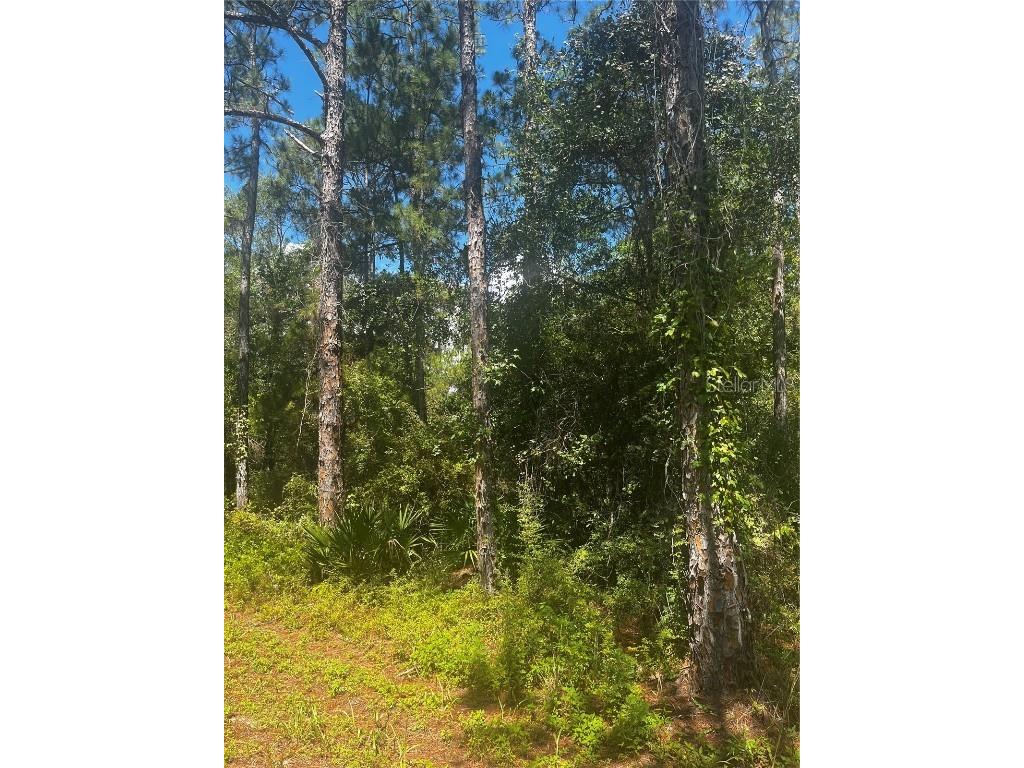 Southeast Ave Webster FL 33597 T3537085 image1