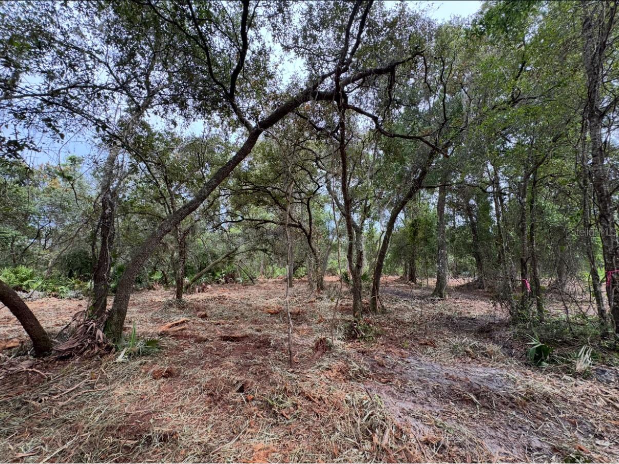 Spring Garden Ranch Rd De Leon Springs FL 32130 V4947675 image1