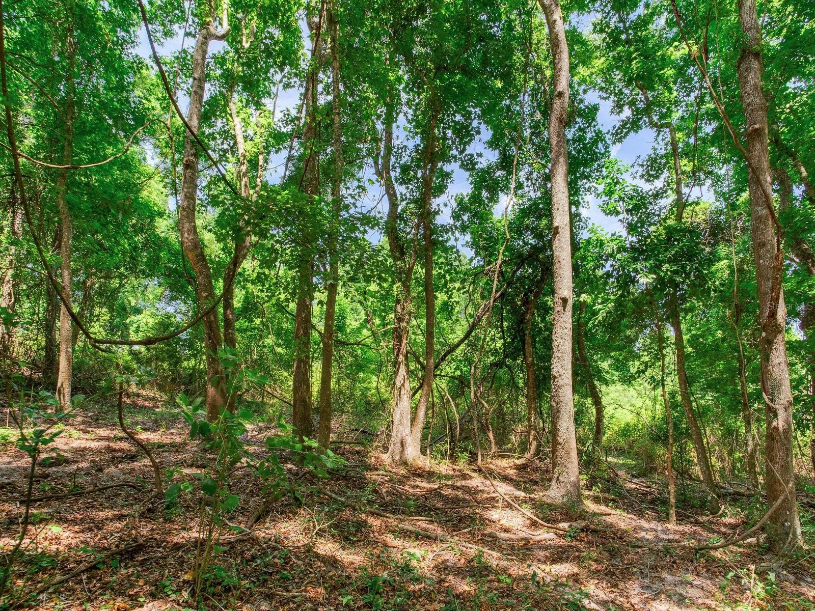 Spring Lake Highway Brooksville FL 34602 TB8511120 image36