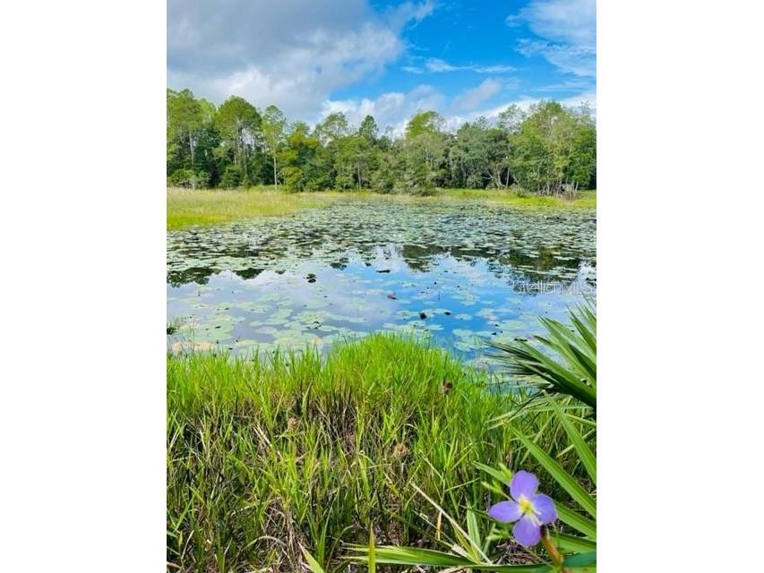 Spring St E Hwy 318 Citra FL 32113 OM670576 image1