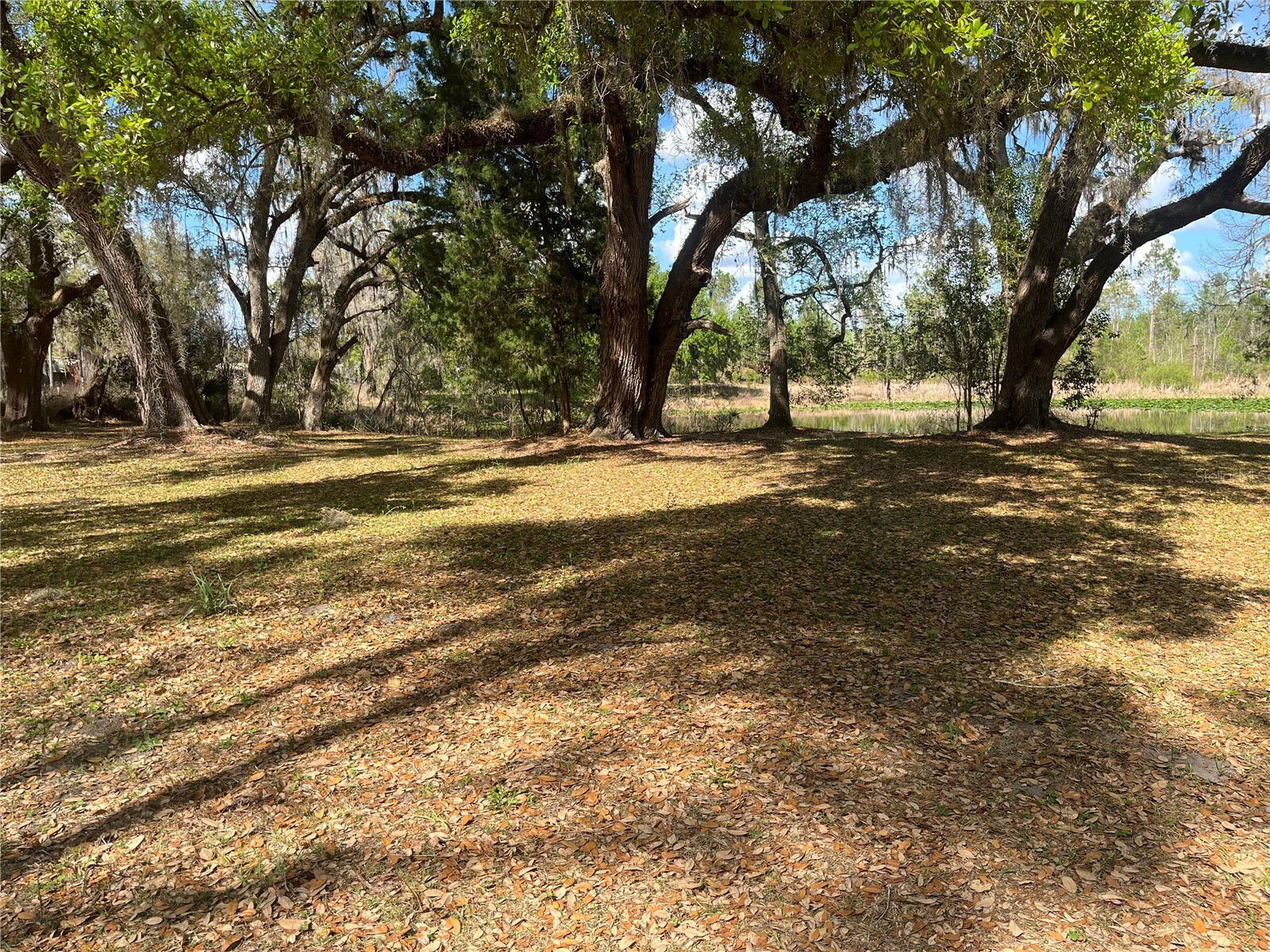 Sr 471 Webster FL 33597 TB8484456 image1