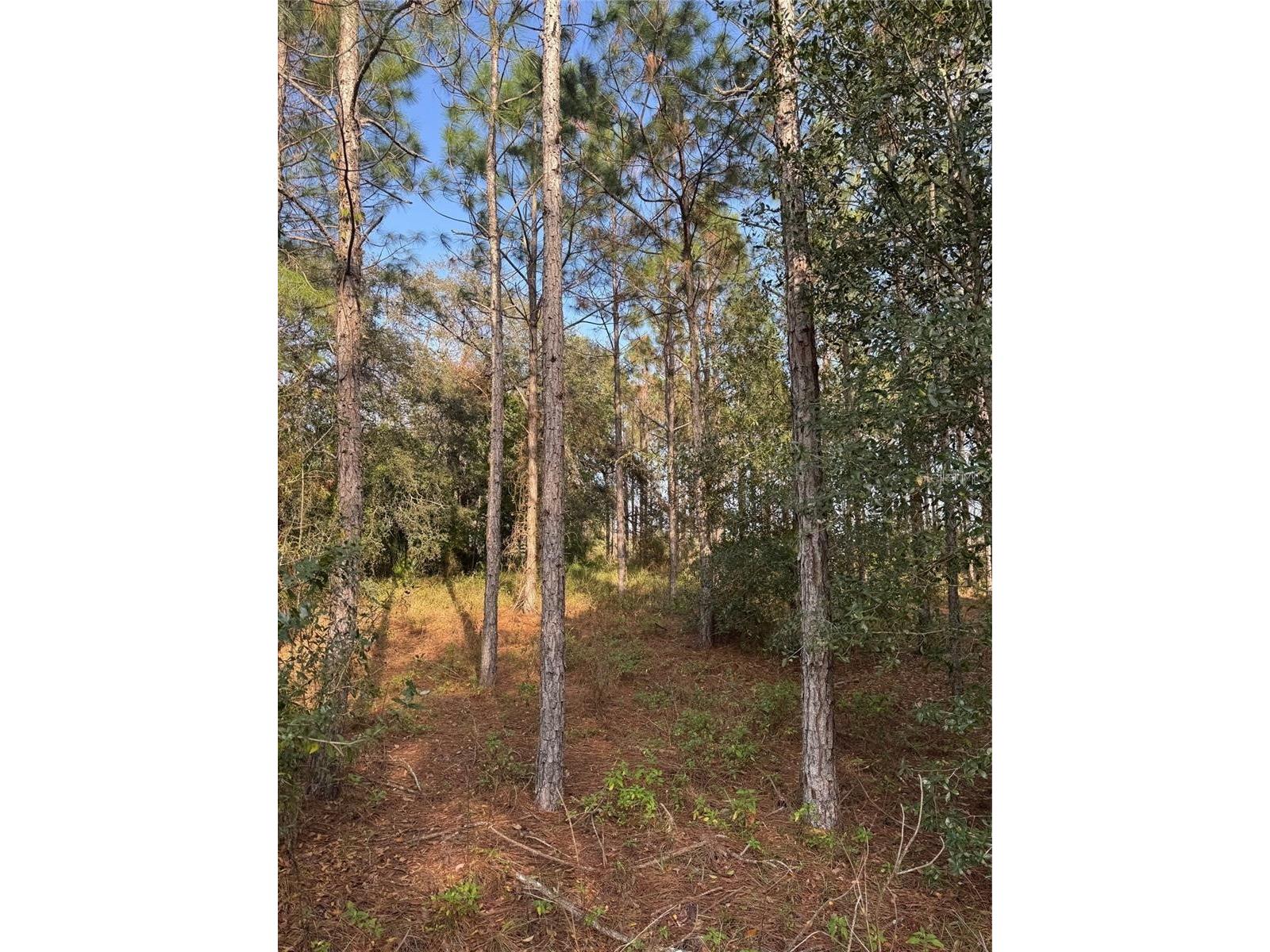 State Road 44 Eustis FL 32726 O6397994 image4