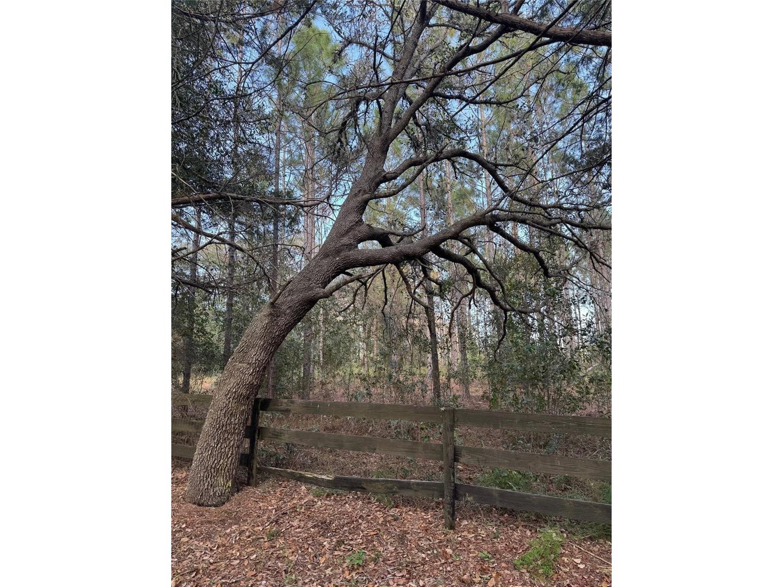 State Road 44 Eustis FL 32726 O6398051 image3