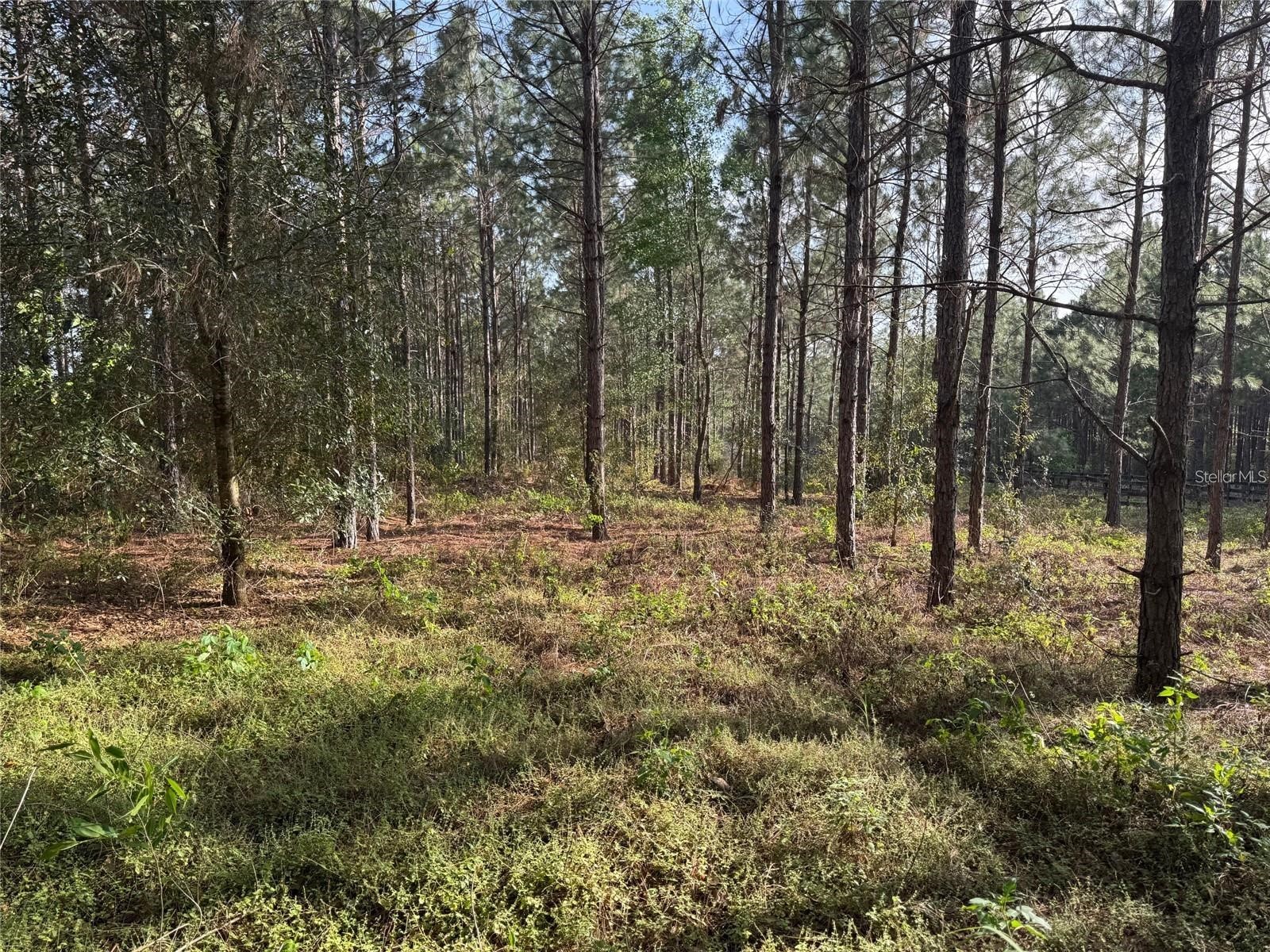 State Road 44 Eustis FL 32726 O6398051 image6