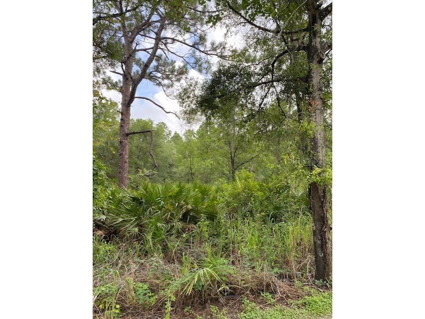 Suanee Avenue Eustis FL 32726 G5043818 image1