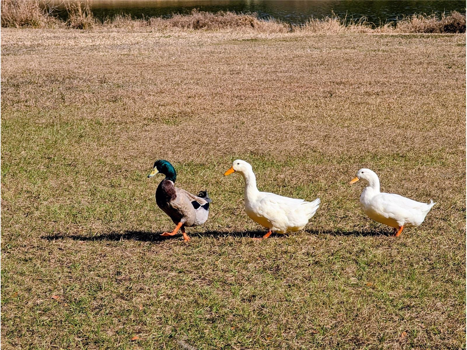 Sw 109th Place Dunnellon FL 34432 A4678807 image11