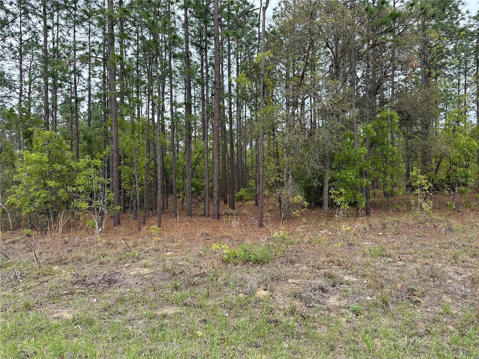 Sw 125th Court Rd Dunnellon FL 34432 OM722707 image1
