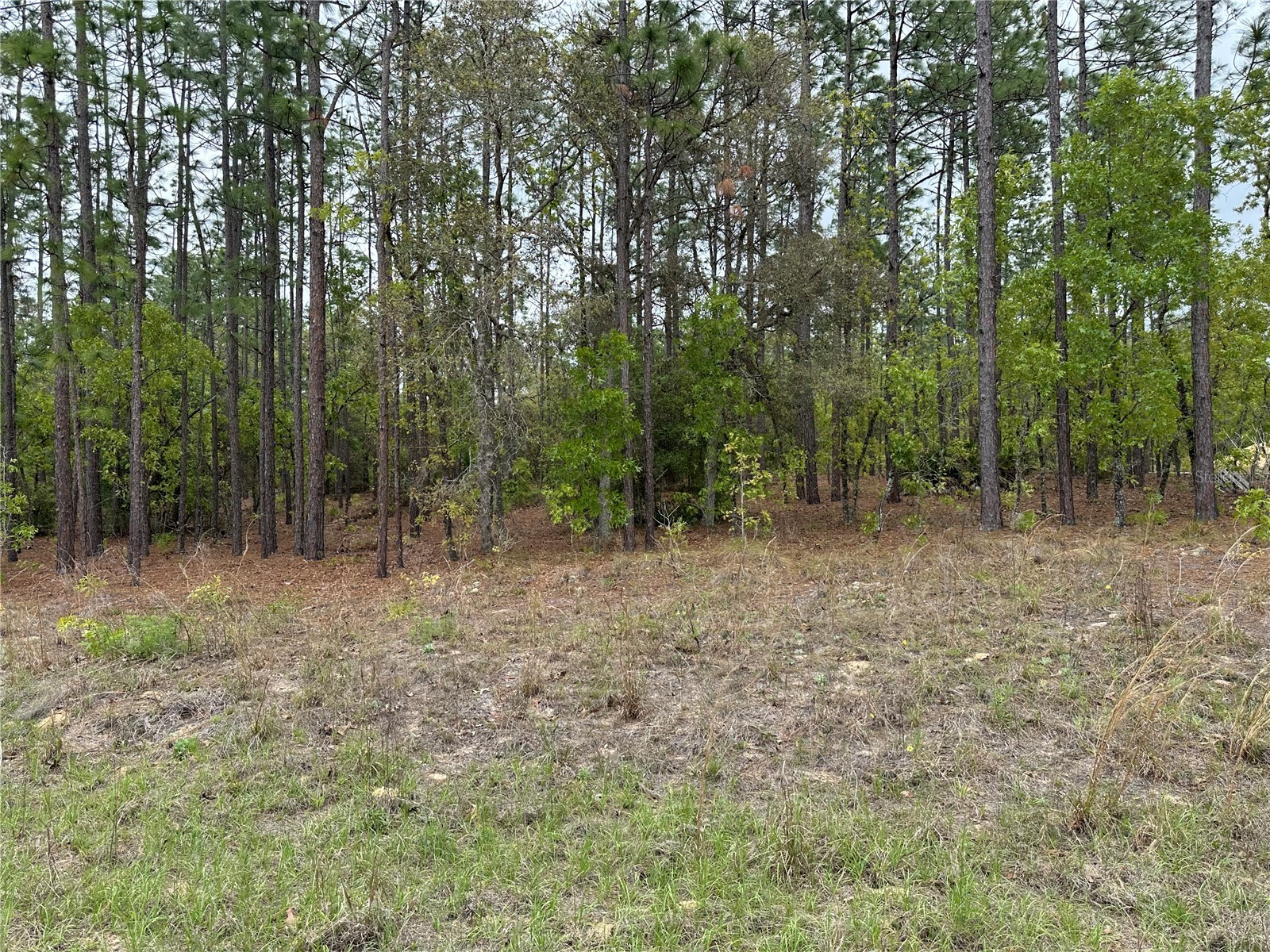 Sw 125th Court Rd Dunnellon FL 34432 OM722707 image2