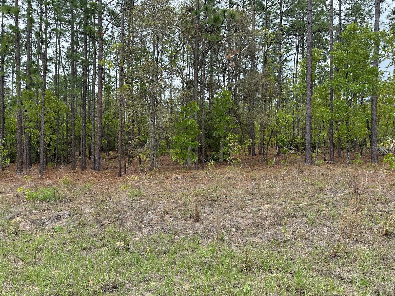Sw 125th Court Rd Dunnellon FL 34432 OM722707 image3