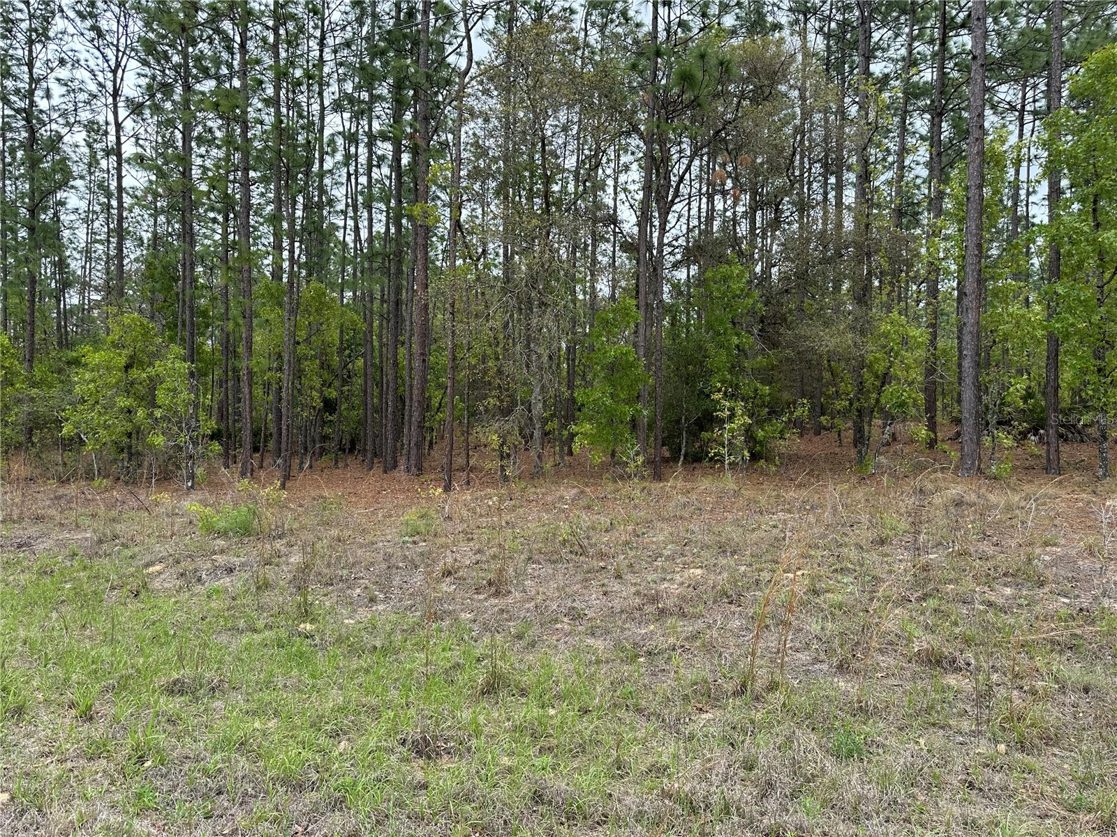 Sw 125th Court Rd Dunnellon FL 34432 OM722707 image5