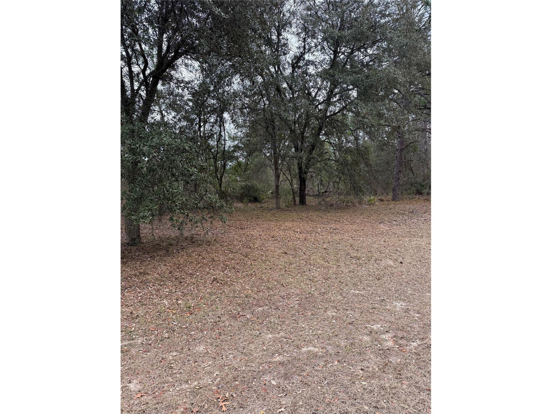 Sw 135th Loop Ocala FL 34473 OM718939 image6