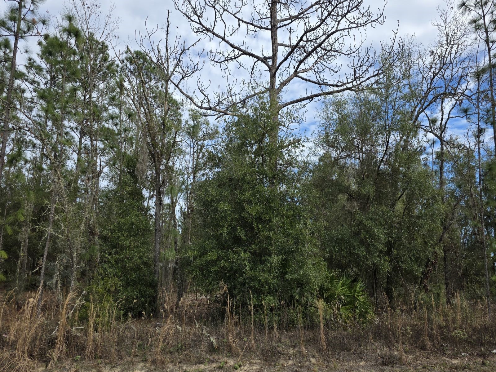 SW 141st Court Ocala FL 34481 O6375191 image4