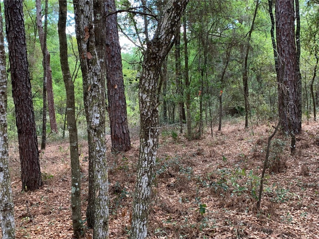 SW 150th Street Dunnellon FL 34432 U8232888 image1