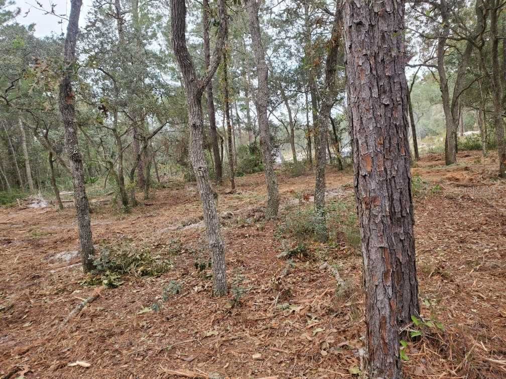 Sw 151st Pl Dunnellon FL 34432 OM675793 image1