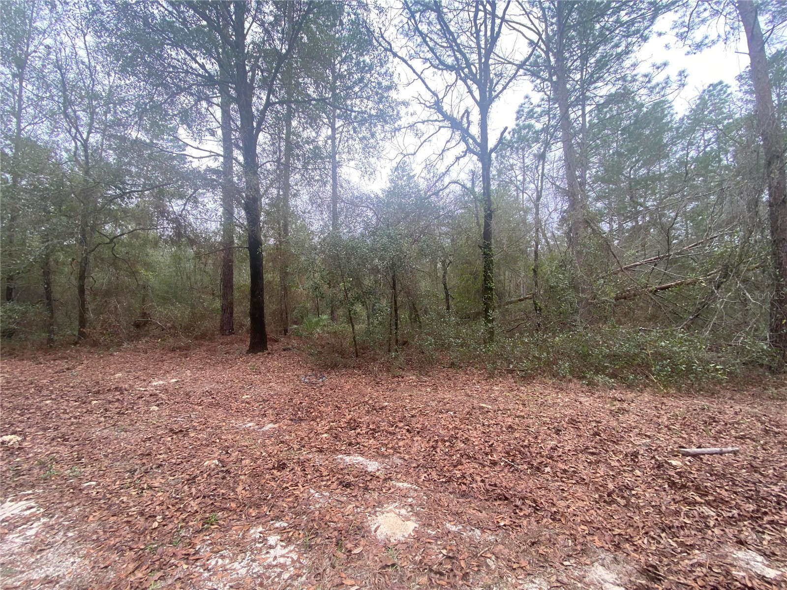 SW 156th Place #0 Dunnellon FL 34432 O6396524 image3