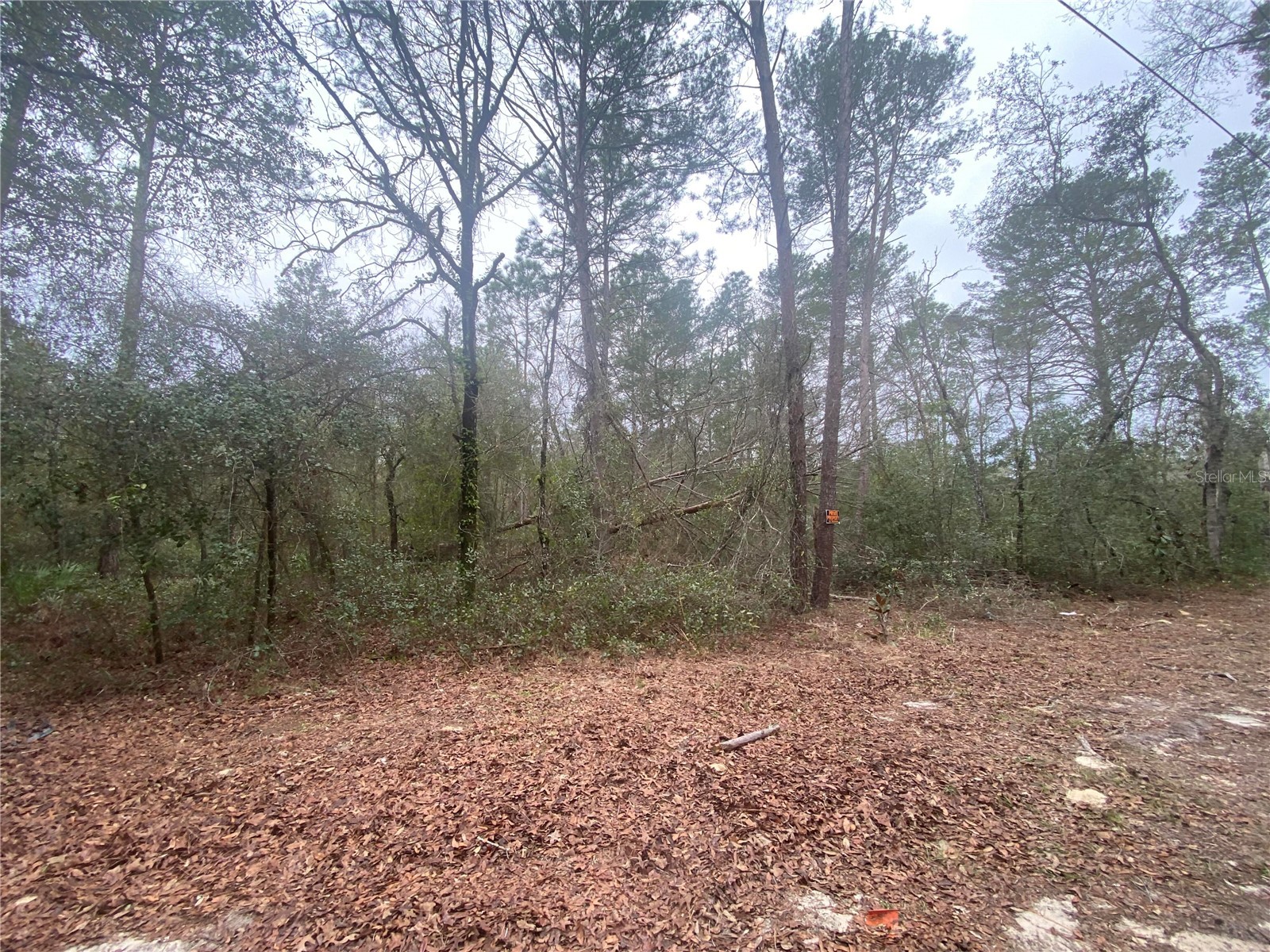 SW 156th Place #0 Dunnellon FL 34432 O6396524 image4