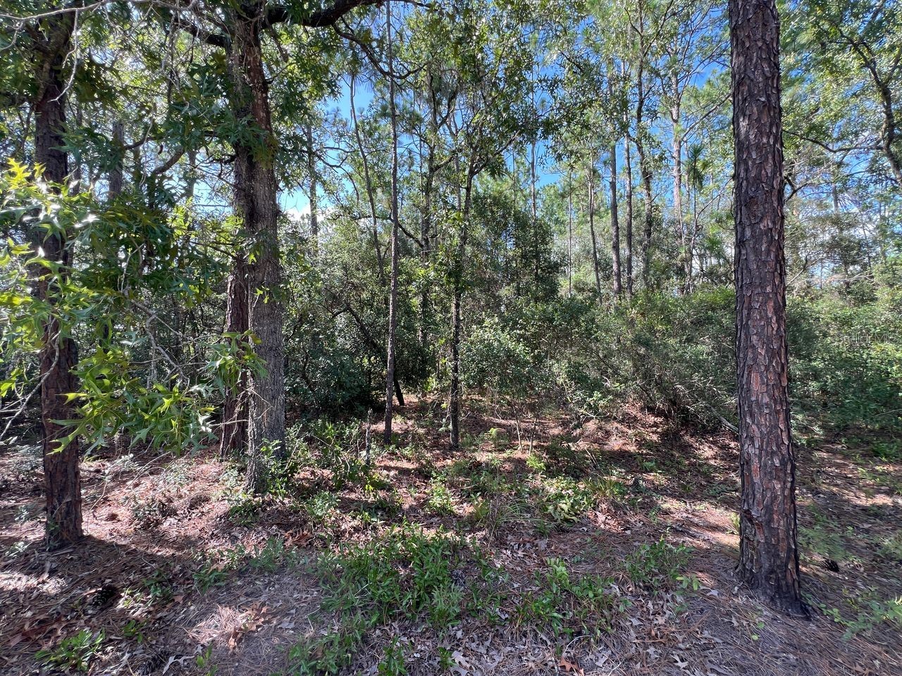 SW 157th Lane Dunnellon FL 34432 TB8530215 image4