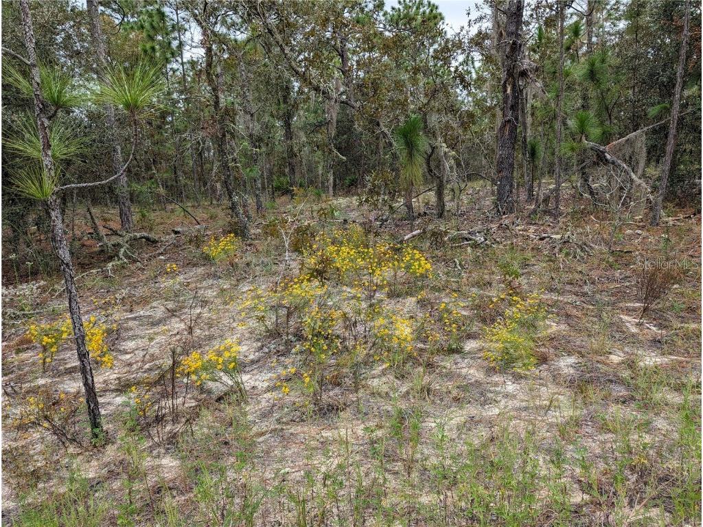 SW 158th Ct Ocala FL 34481 OM665757 image1