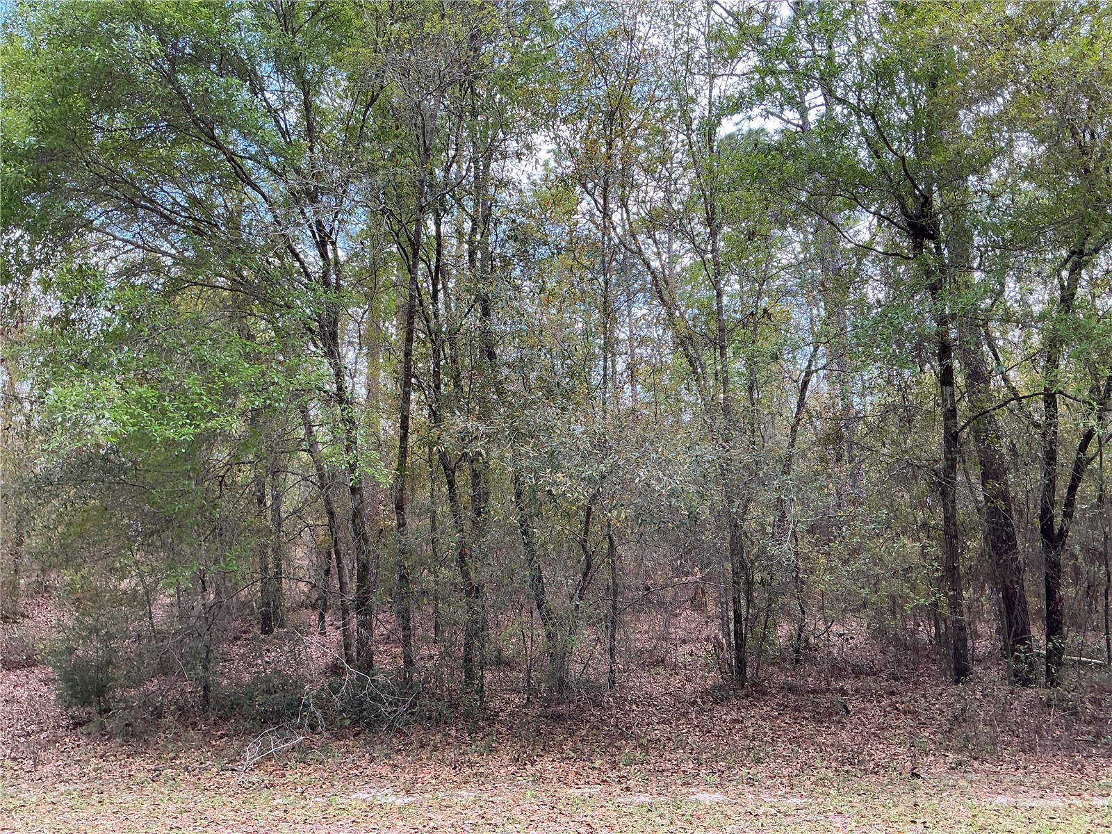 SW 208th Circle Dunnellon FL 34431 OM722986 image1