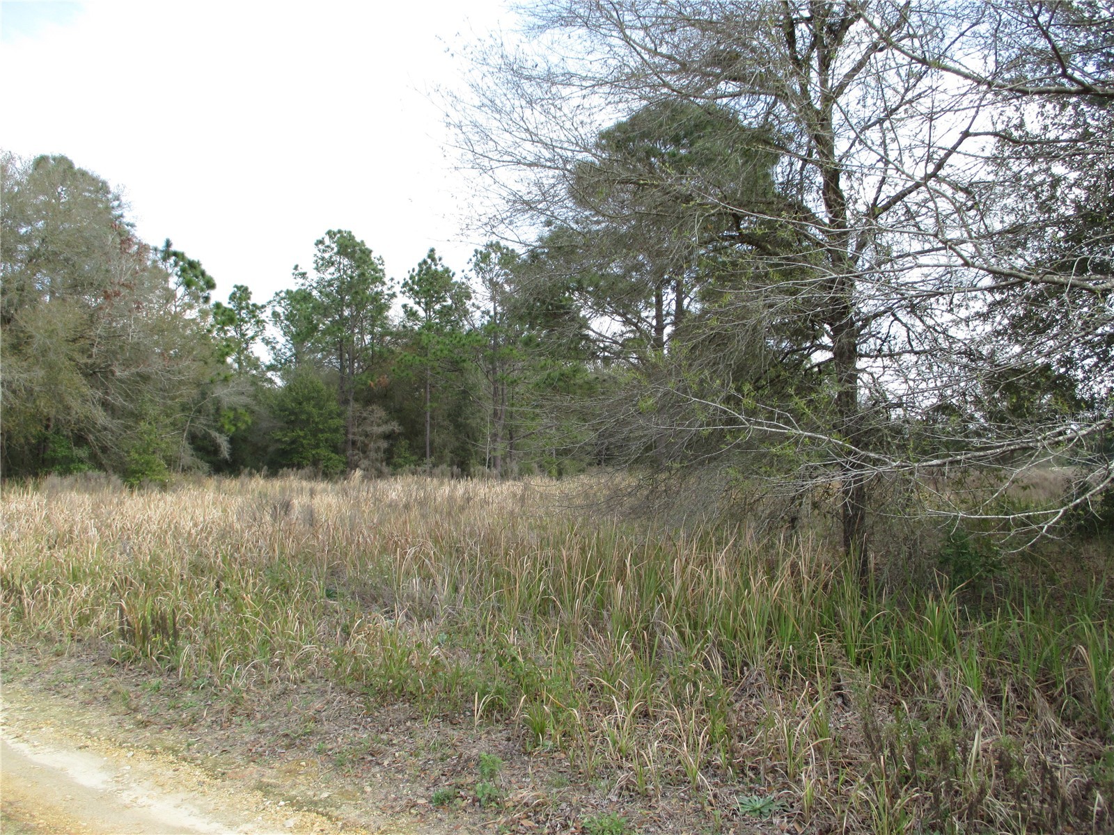 SW 24th Place Ocala FL 34481 TB8492473 image1