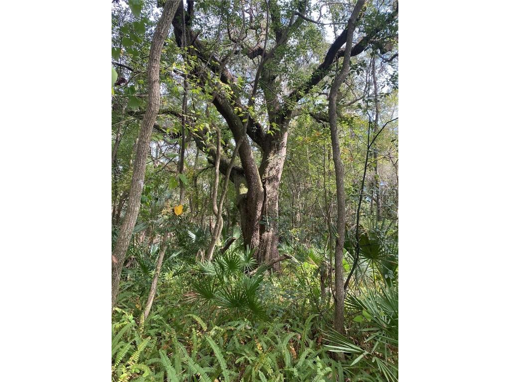 SW 3 Rd Street Micanopy FL 32667 GC513161 image1