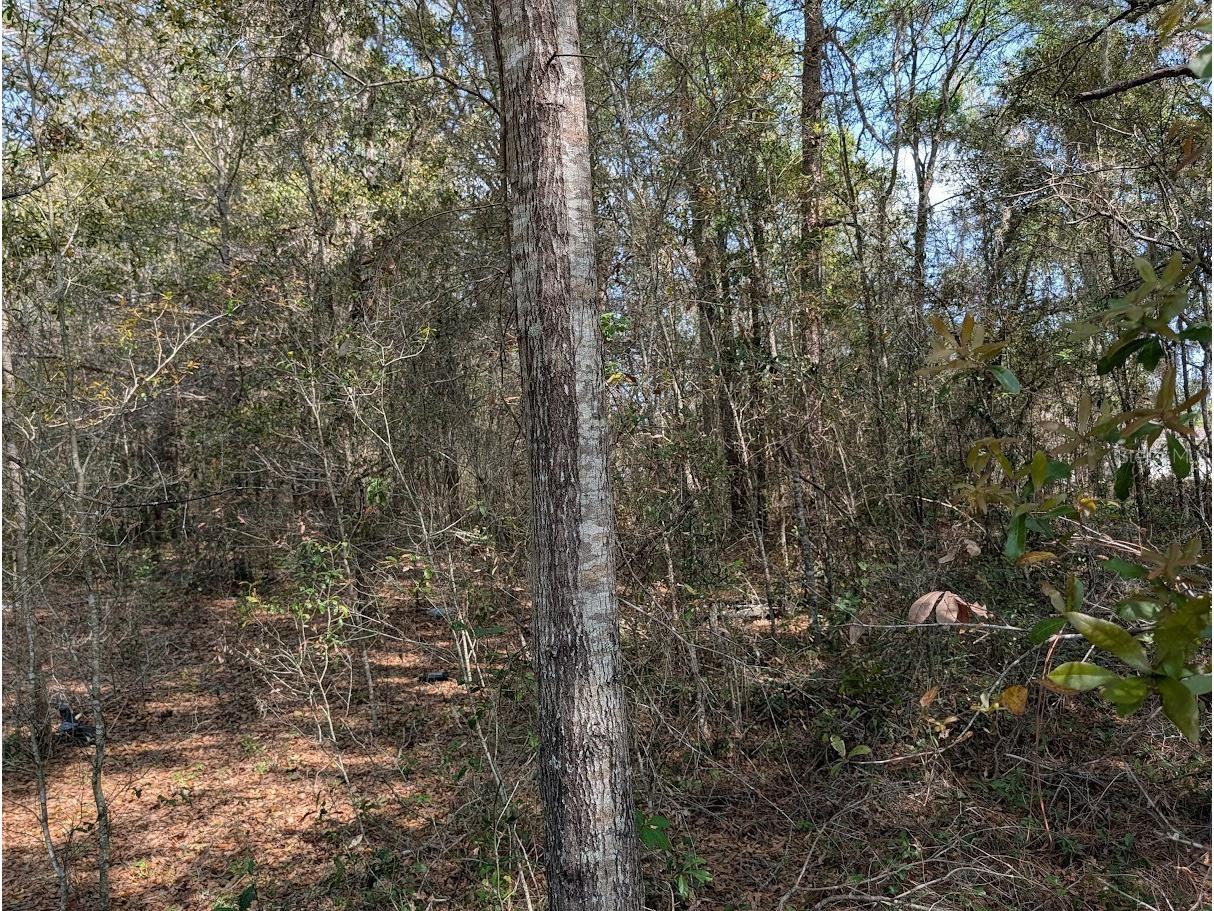 SW 30th Place Ocala FL 34481 TB8490483 image2
