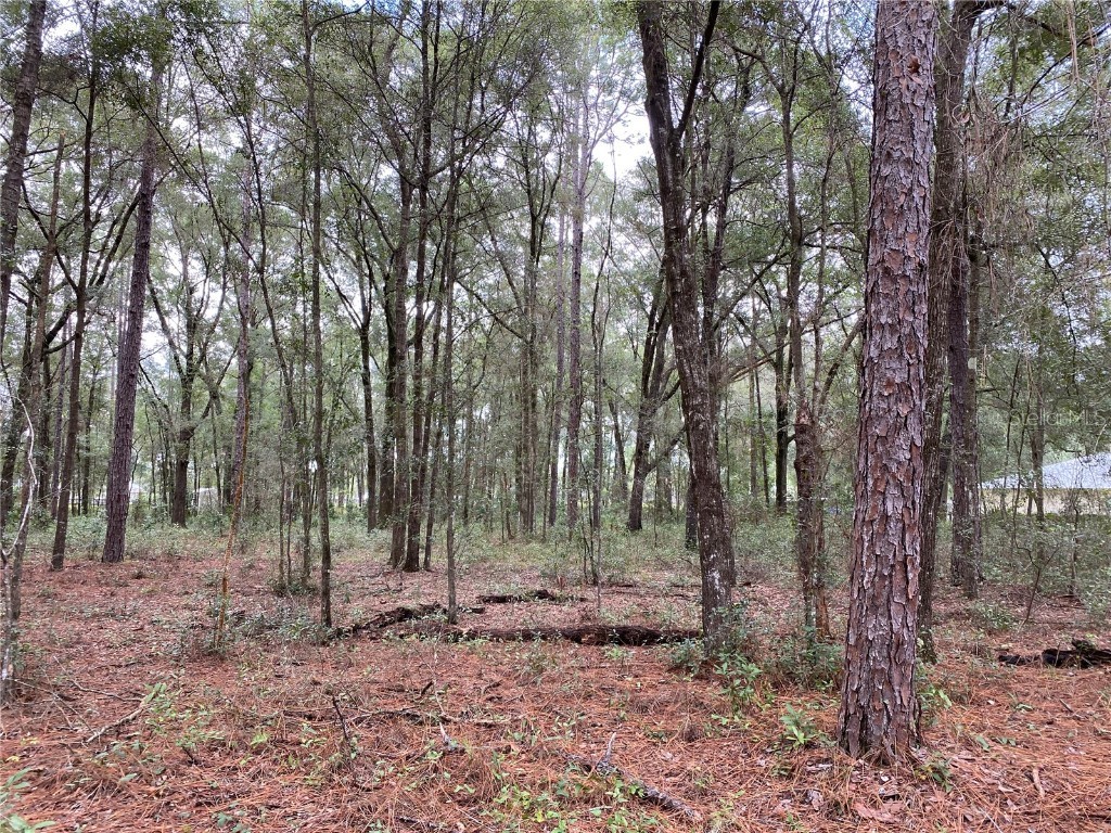 SW 39th Lane Ocala FL 34481 T3476690 image1