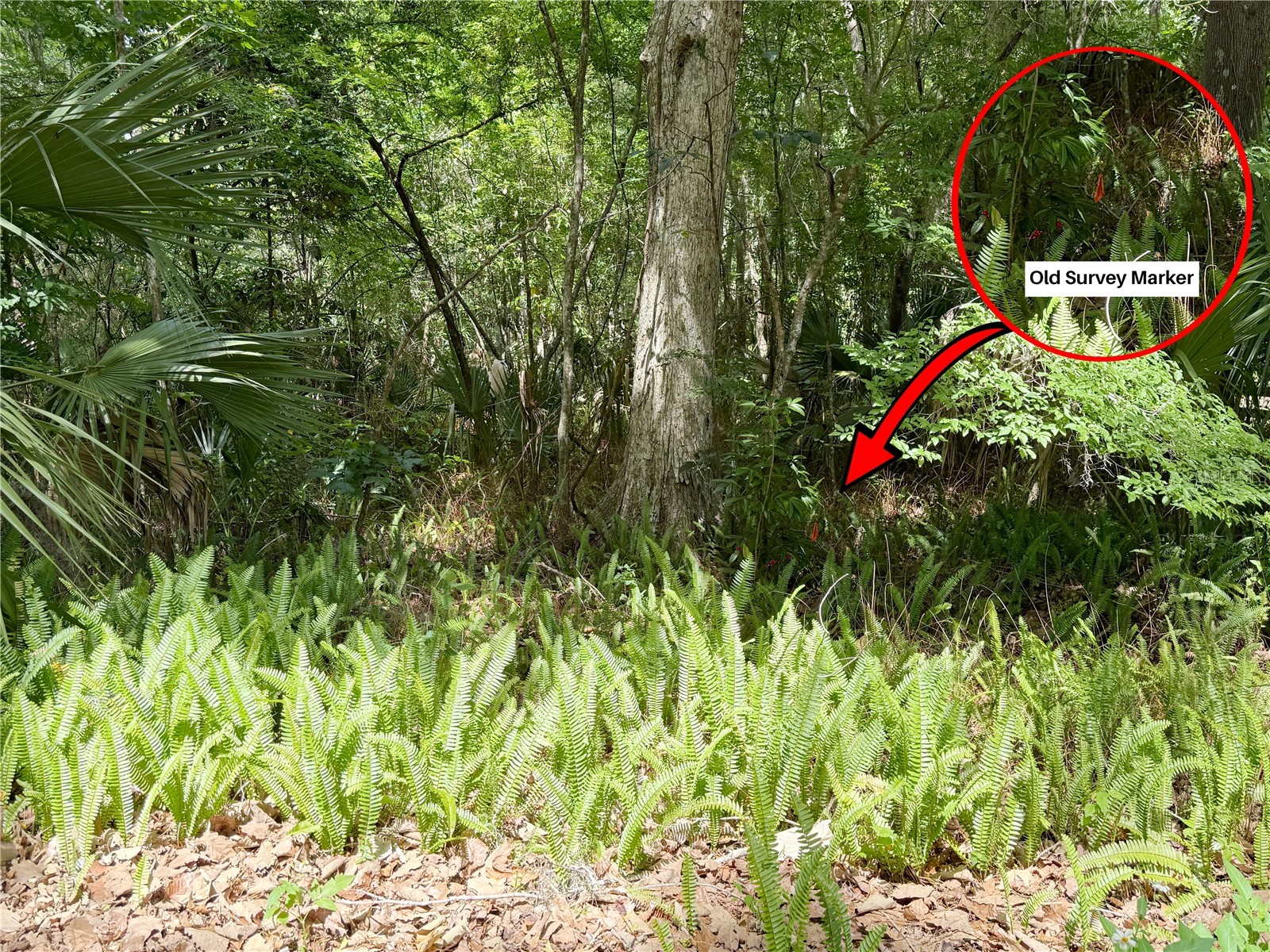 SW 45th Street Ocala FL 34471 OM723378 image8