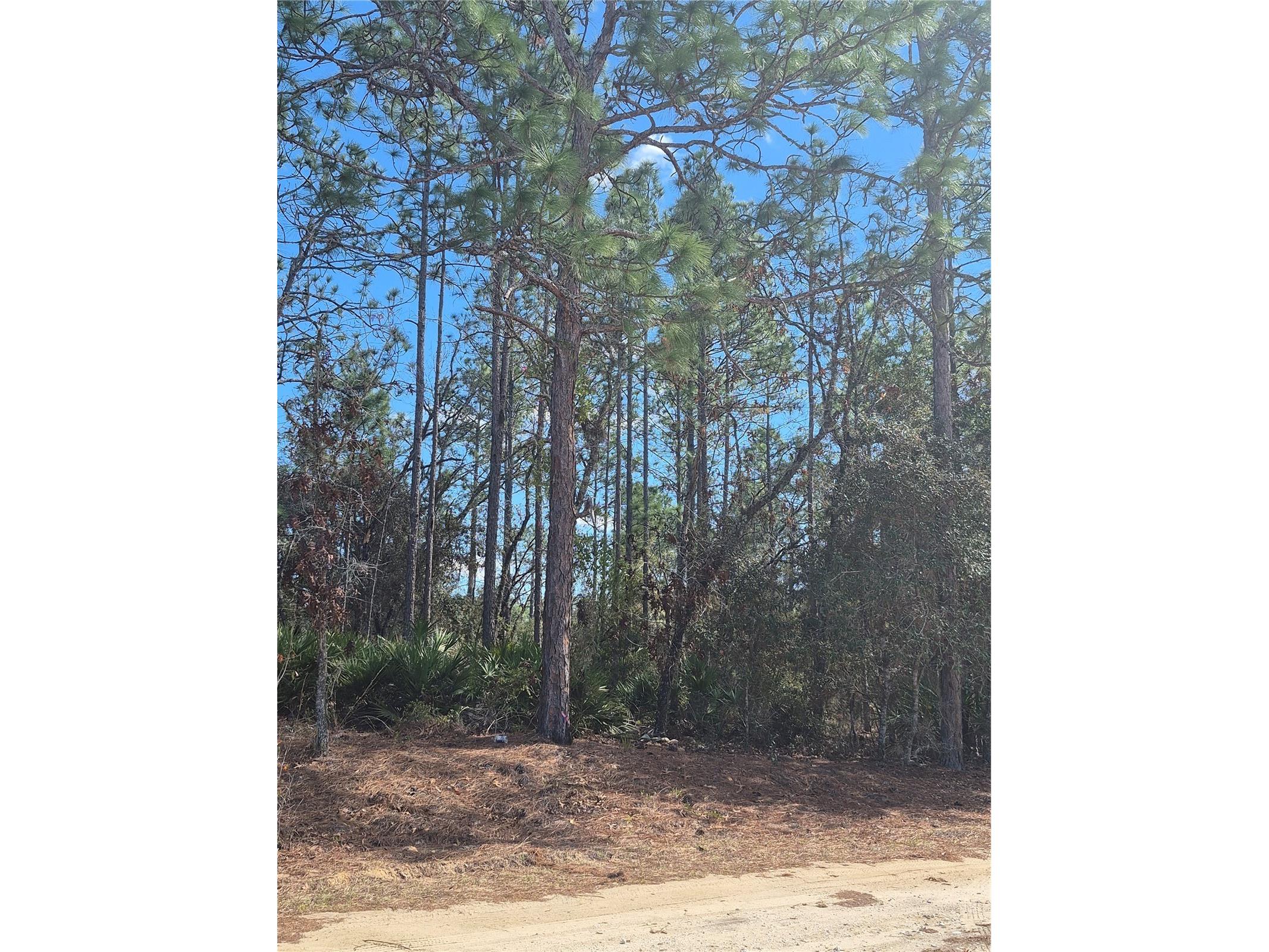 Sw 56th Lane Ocala FL 34481 OM697237 image1