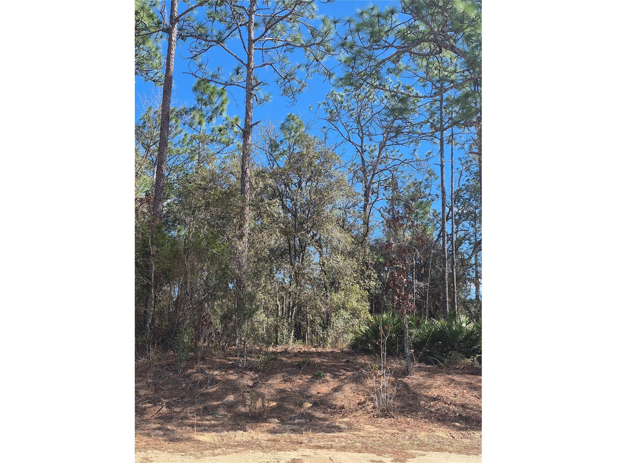 Sw 56th Lane Ocala FL 34481 OM697237 image3
