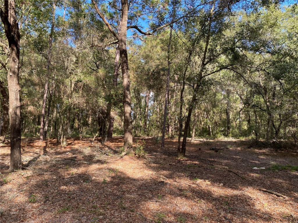 SW 69th Place Dunnellon FL 34431 OM648175 image1