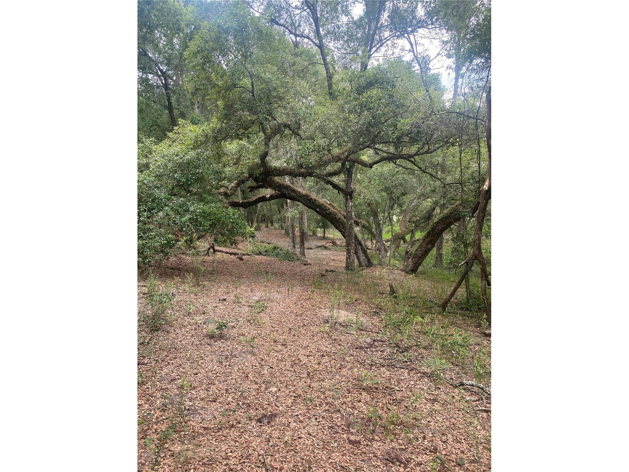 Sw 70th Ter Bushnell FL 33513 TB8475539 image14